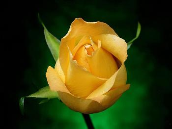 Handmade canvas painting reproduction